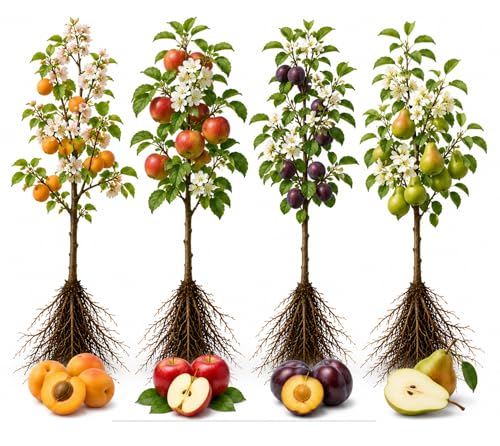 Fruit Orchard Bundle - 8 Live Bare Root Fruit Trees | Apricot Apple Plum & Pear Tree Bundle |2 of Each Variety | Dormant Fruit Tree Saplings for Backyard Orchards & Homesteads