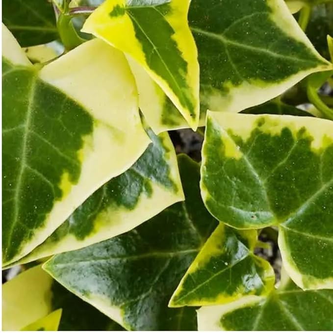 Greenursery Desi Ivy Plant Indoor Plant For Home and Garden with Pot (Pack of 1) (English Ivy) (B0CRKJZVFM) Amazon Price History, Amazon Price Tracker