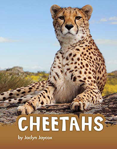 Cheetahs (Animals)