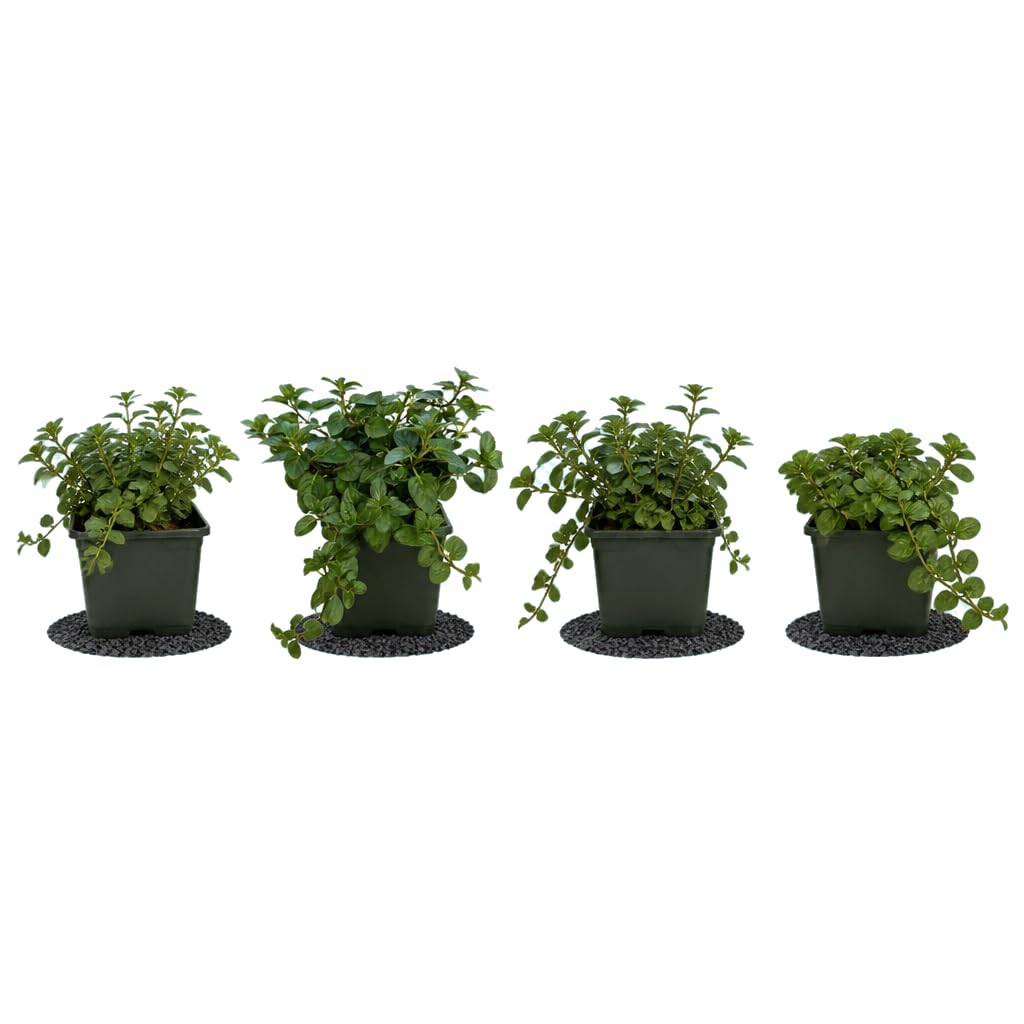 DECOALIVE Mentha Piperita - Set de 4 Plantas, Menta, 25-30 cm de Altura - de Aroma Fresco
