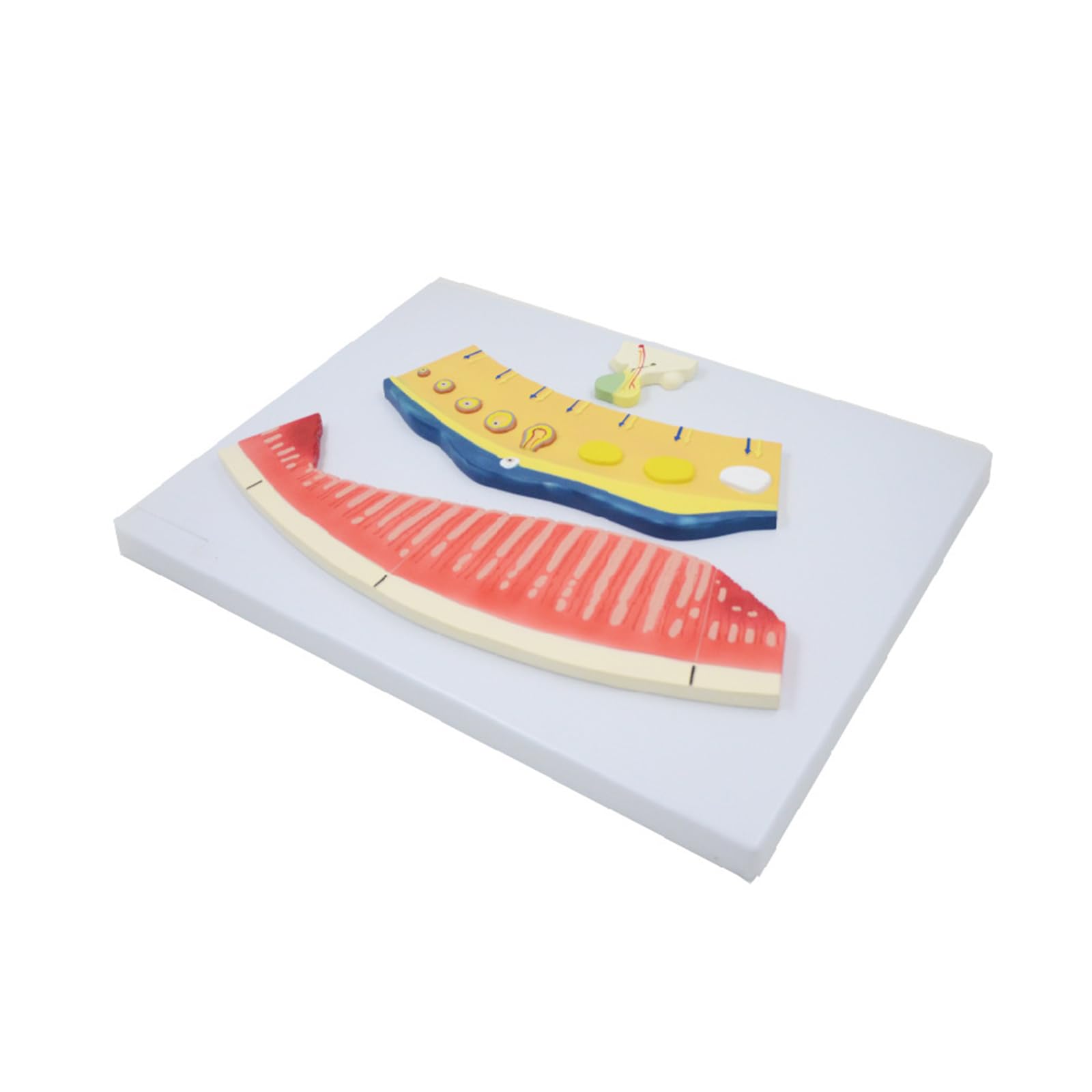Modell Menstruationszyklus 3-Komponenten Menstruationsbildung Lutealfollikelprofil Lehrmodell