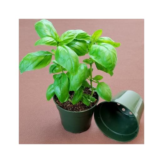 GARDEN TRENDS Dillen 4" Round Plastic Pots (50)