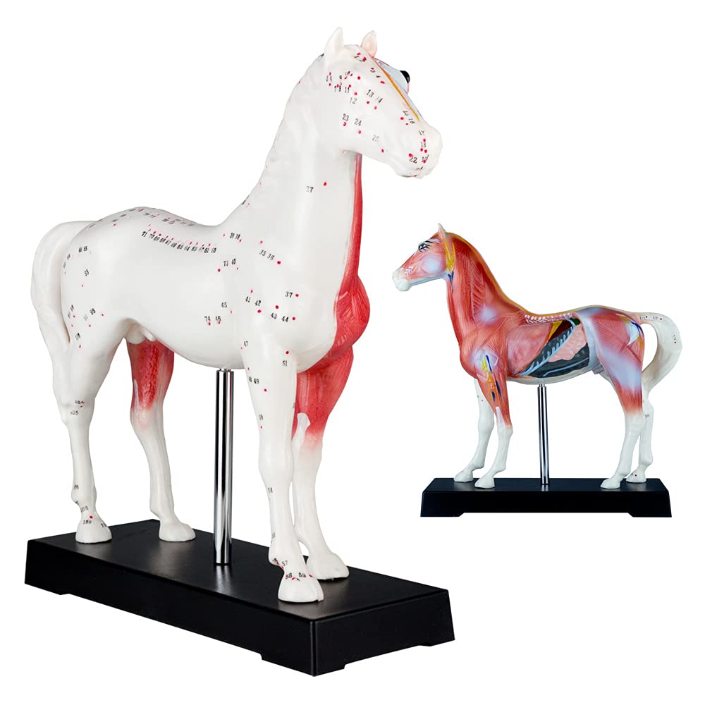 Akupunktur Anatomie Muskel TCM Modell Figur Akupunkturmodell Tier Auswahl Hund Rind Schwein Pferd Katze Muskelmodell, Tiermodell:Pferd