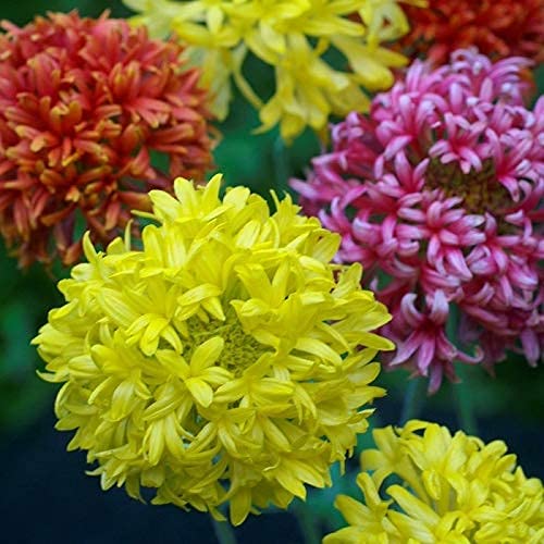 Gaillardia Double Blanket Flower seeds Mix Colors (B09CTWY25Q) Amazon Price History, Amazon Price Tracker