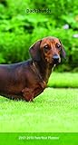 Dachshunds 2017 Two-Year Pocket Planner