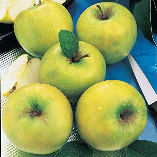 GURNEY'S - Granny Smith Apple Fruit Tree, Dormant Bare Root Starter Tree, 1-Pack - Due to state restrictions can't ship to Montana
