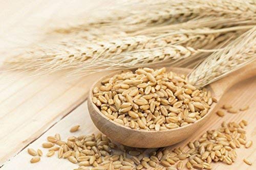 Organic Hulled Barley, 3 Pounds – Non-Gmo, 100% Whole Grain, Kosher, Vegan, Bulk. Suited For Home Brewing, Grinding. High In Fiber. Great For Chili, Hot Cereal, Salads, Soup. Product Of The Usa #TOP4