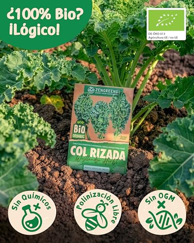Miniatura 3 de Zengreens - Semillas Ecológicas De Col Rizada Otoño De Westland - Semillas De Hortalizas Fáciles De Cultivar En El Jardín, El Balcón O El Huerto Urbano - Kale