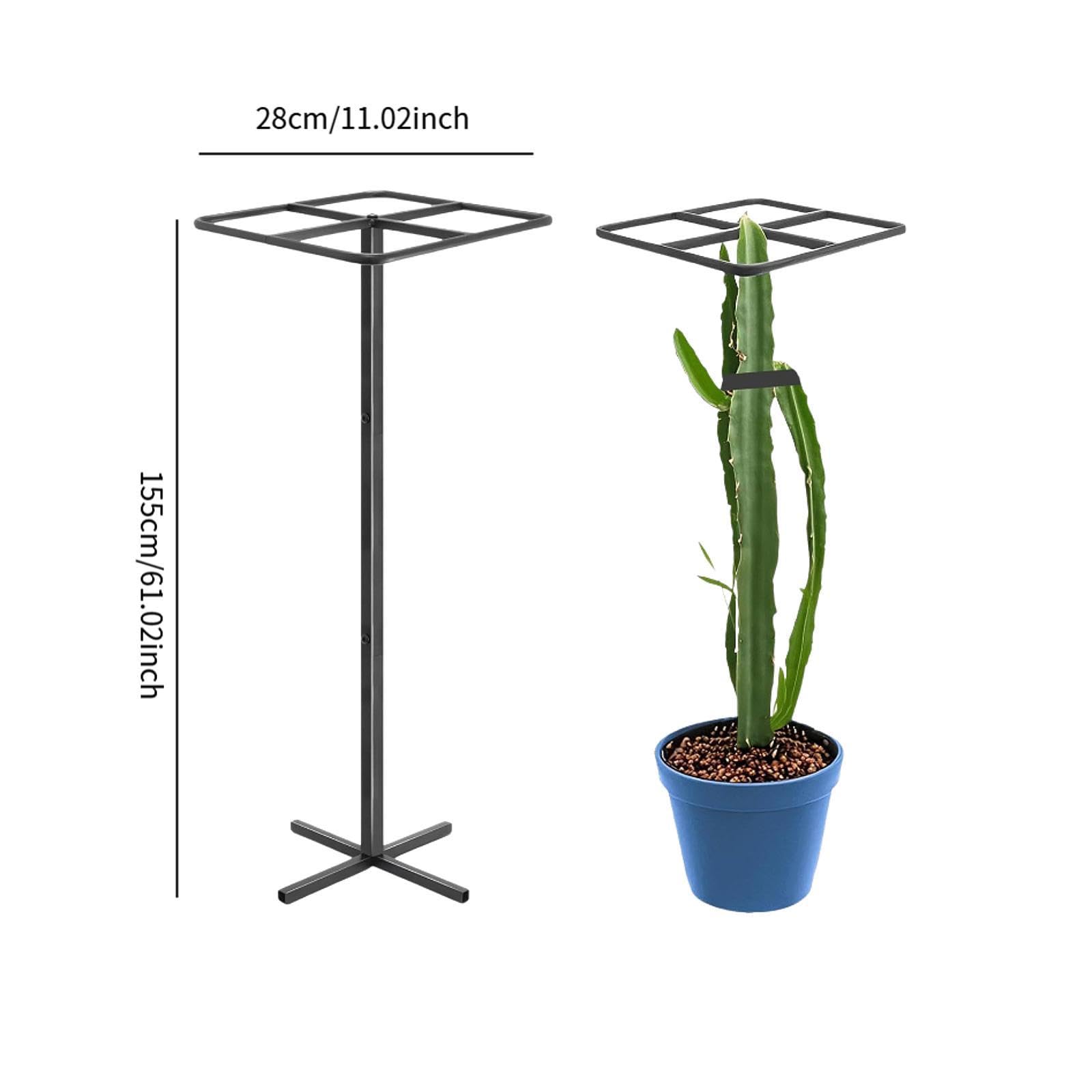 F Fityle Tuteur pour Pitaya, Support Polyvalent pour Plantes grimpantes Verticales, avec carré, idéal pour Les Fruits d'intérieur et