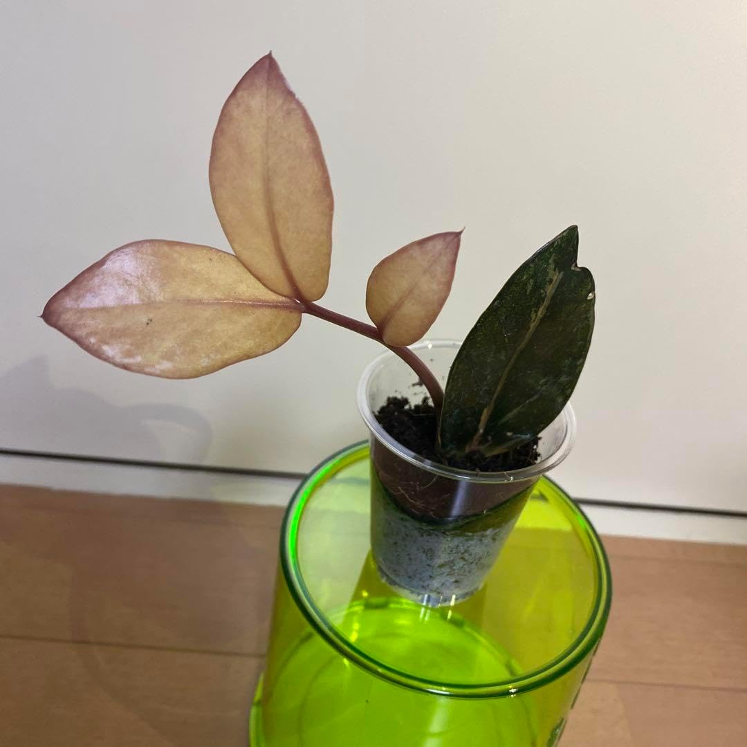 現地球 発根済み ユーフォルビア ホリダ 大株 鉢のまま コーデックス