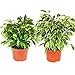 Exotenherz - Kinky-Duo – Lot de 2 figues de bouleau différentes – Ficus benjamini « Kinky » – Pot de 12 cm.