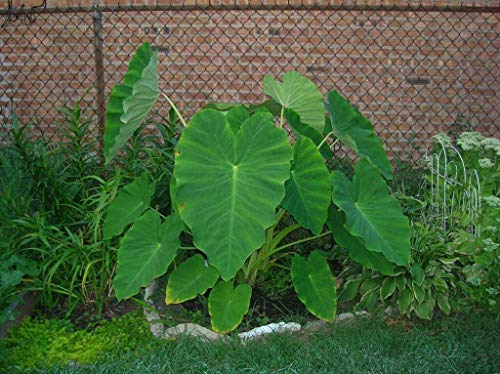 5 Live Bulbs Colocasia Esculenta Elephant Ear Taro Gabi Kalo Eddo Ready to Grow Leaves Tree Live Planting