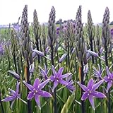 100 graines de fleurs de camassia violettes fraîches et neuves