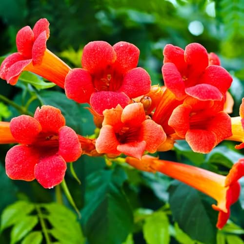 Red Hummingbird Vine Plant Live, Creeper Vine Perennial Plants, Red Blooms in 2.5 Inch Pot