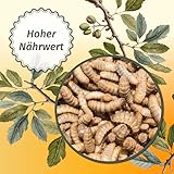 ERDA® Getrocknete Soldatenfliegenlarven 500g - Natürliches, Proteinreiches Vogelfutter für Wildvögel und Igel, Ideal als Leckerlies und Snack, Hochwertiges Insektenfutter