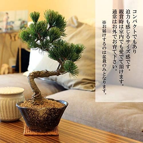 小品盆栽：五葉松（瀬戸焼変形鉢)*bonsai ミニ盆栽：五葉松(瀬戸焼小鉢)*