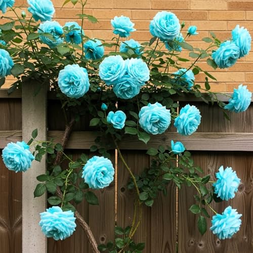 Image of Climbing Rose Hybrid Seeds Pack - Large Flowers- 70 Easy-to-Grow Seeds for Vibrant Blooms, Suitable for All Indian Climates (CYAN)