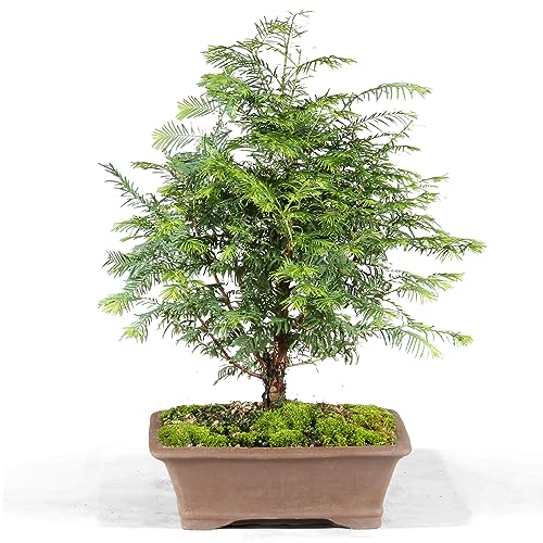 Brussel's Bonsai Live Dawn Redwood Bonsai Tree, Outdoor - Medium, 3 Year Old, 14 to 20 Inches Tall - Includes Decorative Ceramic Bonsai Pot