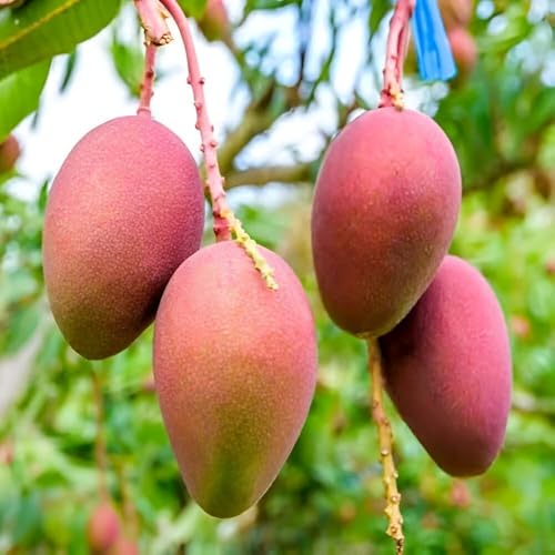 Image of Sweet Tasty Delicious ''Pusa Arunika Mango'' Live Plant || For Home Garden Plant || Fresh Most Expensive Variety || Grafted Live Plant ||
