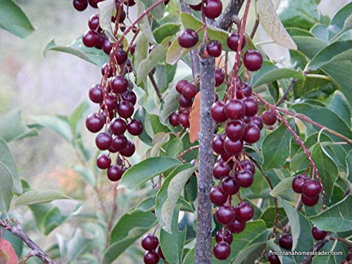 Generic Chokecherry (Prunus Virginiana), 1-2 Year Old Plant, Ready To Ship #TOP2
