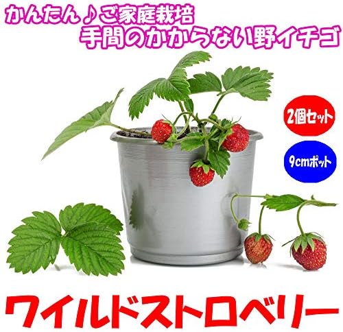 Amazon Co Jp Wild Strawberry Red Fruits 3 5 Inches 9 Cm Pot Seedlings Set Of 2 Cold Resistant And Easy To Grow Wild Strawberries Red Fruit Breeds Pot Seedlings So You Can Plant This Year Round