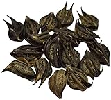 Natural Black Bat Head Roots - Wood Devil - Evil Pod - Kaknasa Martynia Annua - Singadas Pooja Wealth and Happiness - 11 Pc
