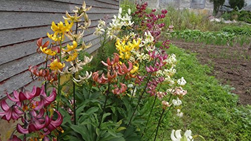 25 + miscela del lotto di colori Hybrid Seeds giglio martagone, turchi Cap, Ombra Hardy perenne