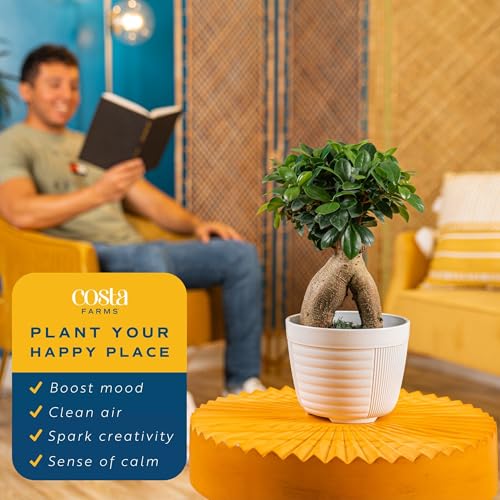 Image of Costa Farms Bonsai Miniature Tree Live Plant in Decorative Pot, Easy Indoor Houseplant, Assorted Variety, Zen Home, Room, or Office Decor, House Warming or Birthday Gift, 12-15 Inches Tall