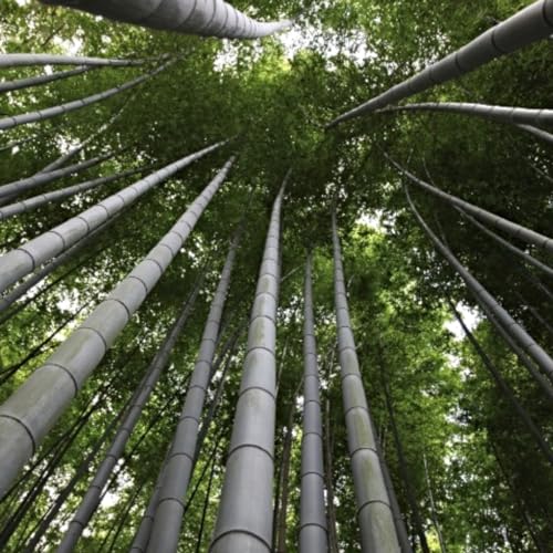 Pianta bambu moso Phillostachys edulis