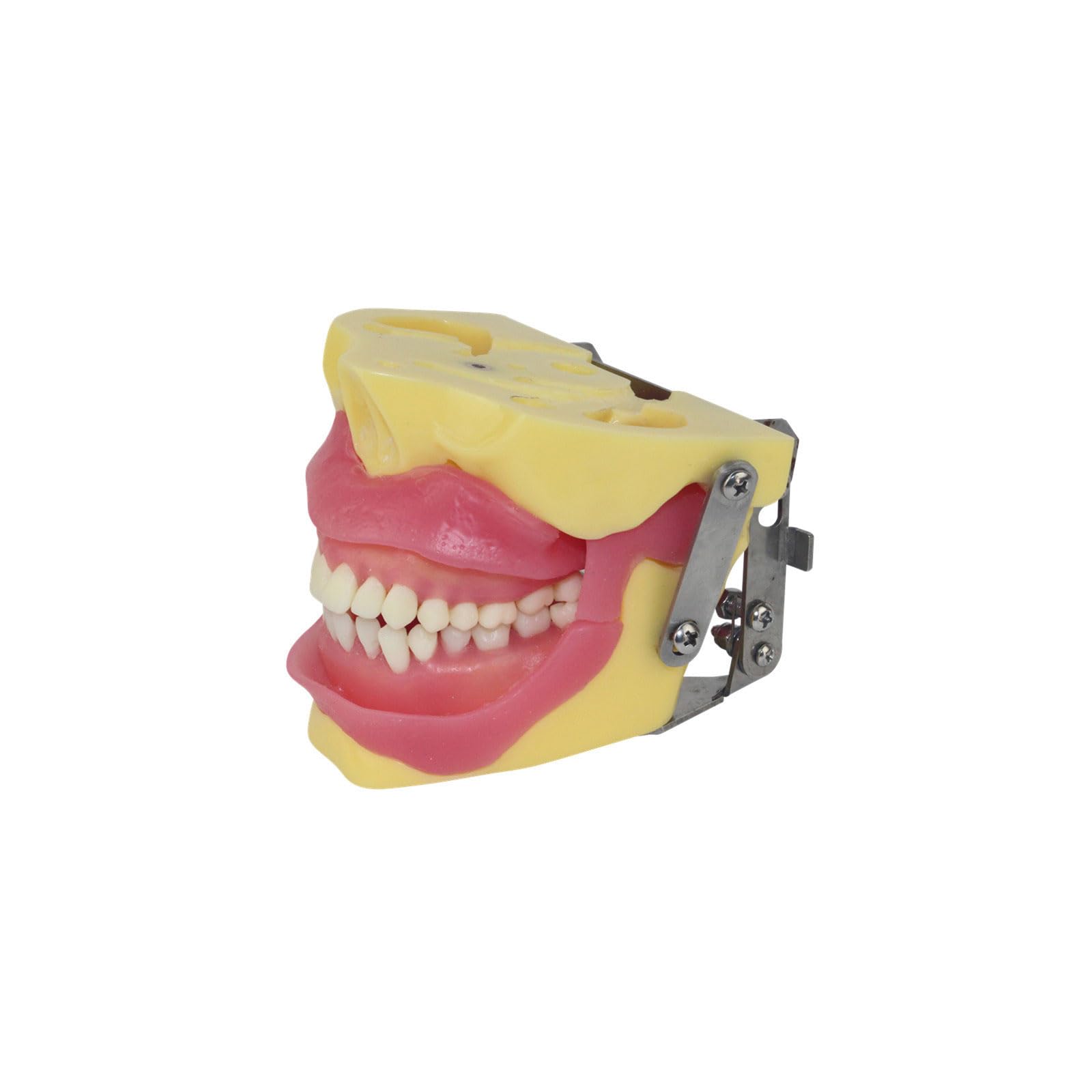 Modèle de Pratique d'extraction Dentaire Modèle de cavité buccale pour Formation et enseignement