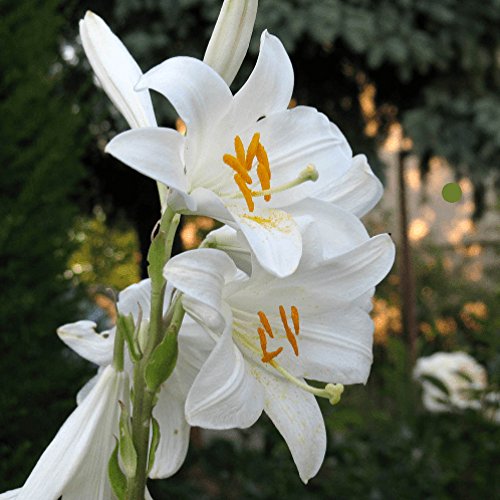 lilium candidum lirio...