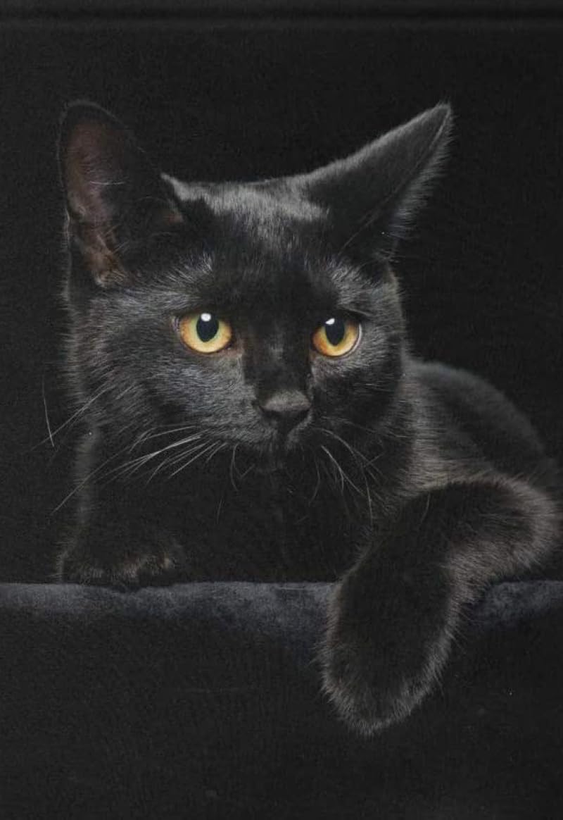 Jigsaw Puzzles for Adults Black Cat 1000 Pieces Wooden Jigsaw Puzzle for Adults and Kids Educational Puzzle Decorations Gift