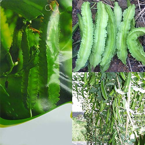 Variétés de graines de légumes - 20Pcs DIY Asperges Graines de pois Haricot ailé Farm Yard Jardin Délicieux légumes Enfants Débutants Jardiniers Cadeau