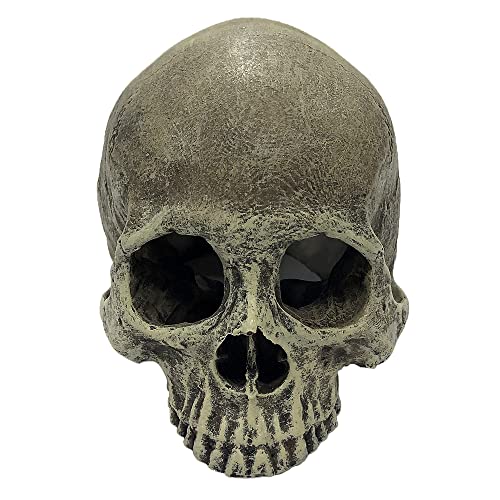 Image of Komodo Human Skull Half