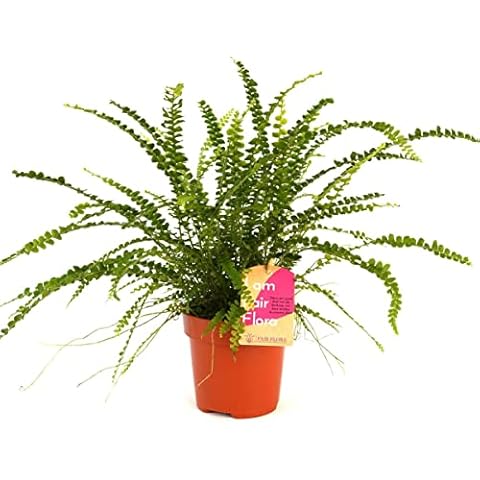Helecho Planta Natural DECOALIVE Cover