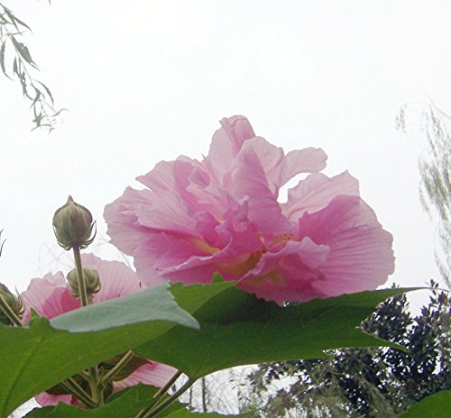 Futaba Hibiscus mutabilis Malvaceae de hoja caduca arbustos o pequeños árboles de 500 semillas