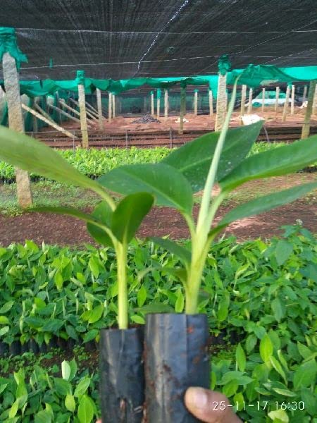 Sanju Live Plant Exotic Fruit Sweet G9 Yellow Banana Rare All Season (1 Healthy Live Sweet Tissue Culture Fruit Plant) (B09XF7XZRK) Amazon Price History, Amazon Price Tracker