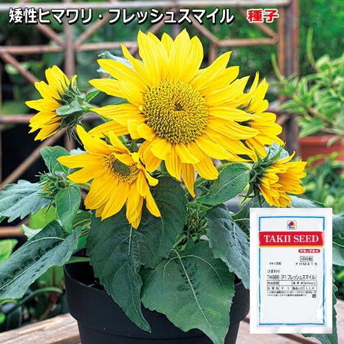 Amazon.co.jp: ヒマワリ・TH986 （F1 フレッシュスマイル） 種子 1000