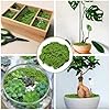 Fake Green Moss for Crafts 5.3 Oz Decorative Artificial Moss for Crafts Decorative Faux Moss Table Centerpieces Wedding Party Decor Fairy Garden Floral DIY #1