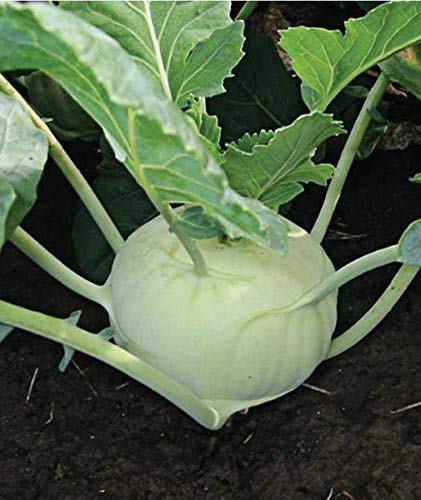 SimXotic German Turnip (Knol Khol) Exotic Vegetables Seeds - Pack of 100 Hybrid Seeds (B095X6L8Z4) Amazon Price History, Amazon Price Tracker