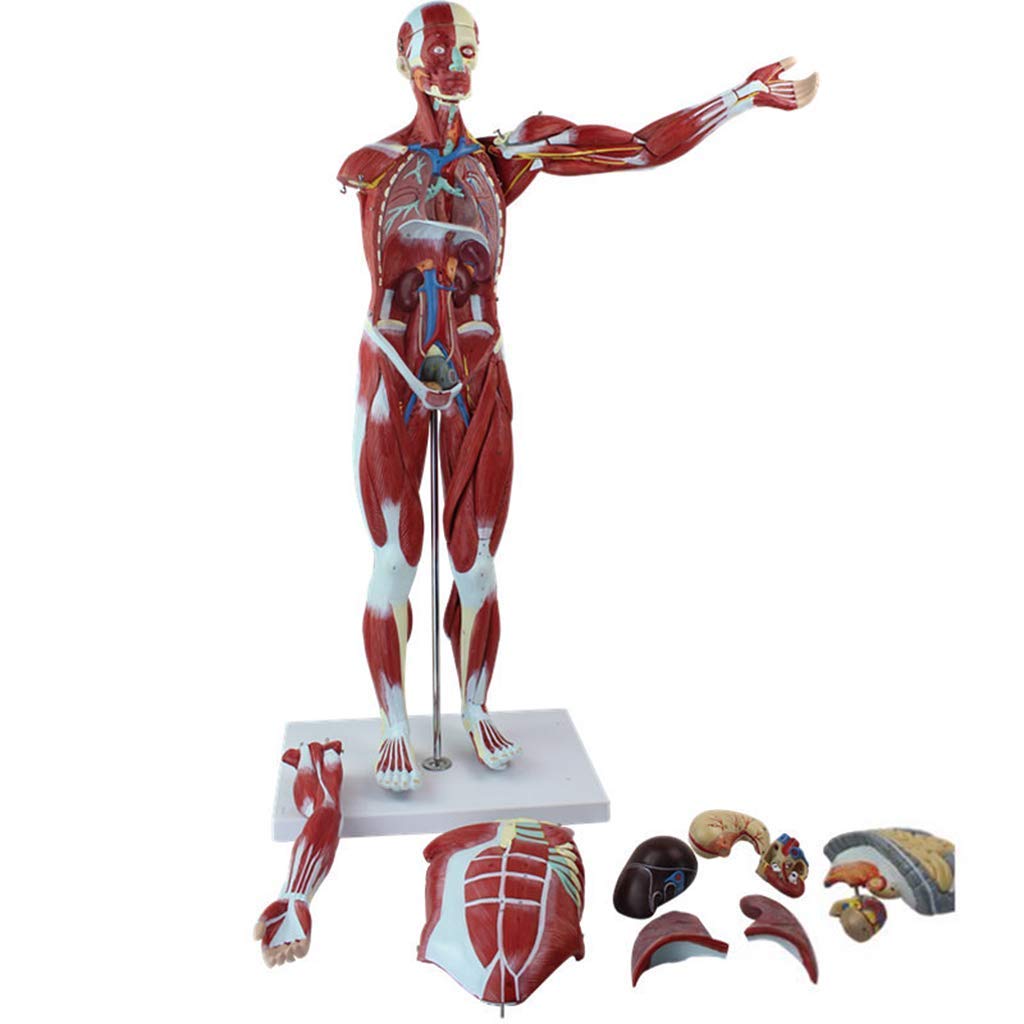 Modèle D'Anatomie Humaine De 78 Cm - Anatomie des Muscles Et du Squelette Humains - Matériel Pédagogique pour L'École Et L'Éducation