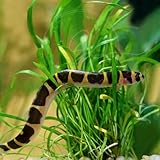 Swimming Creatures™ 3 Kuhli Loach (Pangio kuhlii) – Freshwater Tropical Aquarium Fish Live (Size Approx. 2")