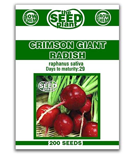Crimson Giant Radish Seeds - 200 Seeds Non-GMO