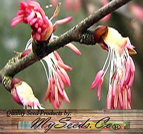 Big Pack - (2,500) Japanese Katsura Tree Seeds - Cercidiphyllum Japonicum Tree Seeds - Spectacular Gold, Orange & Red Colors - Zones 4-8 - Non-Gmo Seeds By Myseeds.co (Big Pack - Japanese Katsura) #TOP4