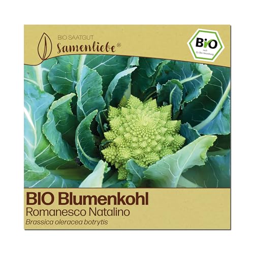 Samenliebe BIO Blumenkohl Samen | Romanesco Natalino - italienisch & grün - samenfestes BIO Saatgut