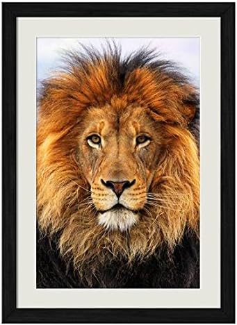 Amazon Co Jp ライオンキング 動物の写真木製黒額縁アートポスター 40cmx60cm ホーム キッチン