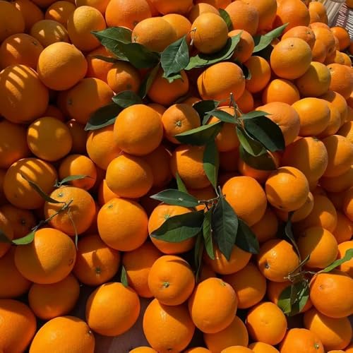 SaftorangenSamen, obstbaum Apfelsinen, Citrus sinensis, obstsamen seltene winterharte für garten geschenke für gartenfreunde 55pcs
