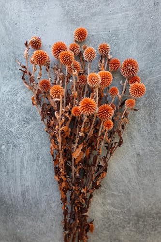 Ramillete de Echinops Secos 3 Ramos Naranja Decoración miniatura 2