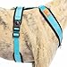 Reflektierendes Hundegeschirr in Y-Form, ideal für Lebreles: Italienischer Windhund, Whippet, Windhund, Podenco - sicher, atmungsaktiv und langlebig, perfekt zum Training und Laufen, Himmelblau, L