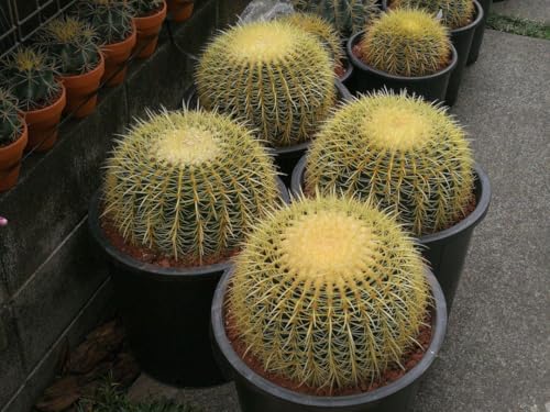 観葉植物 サボテン 金鯱」の人気商品一覧 | 安い商品を通販